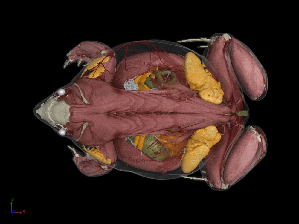 The collaborative scanning project will digitize 3D models for a variety of species. David Blackburn, a researcher on the initiative, said several frog scans have already been completed.   