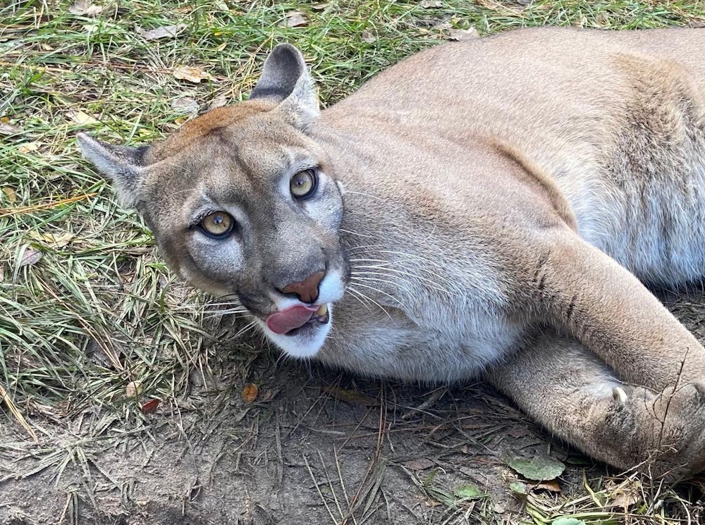 <p>Dakota, a cougar, is pictured here.</p>