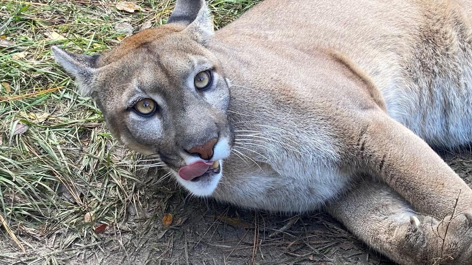 Dakota, a cougar, is pictured here.