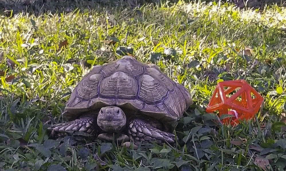 The UF Small Animal Hospital discovered that Nancy, a sulcata tortoise, is allergic to orchardgrass hay.