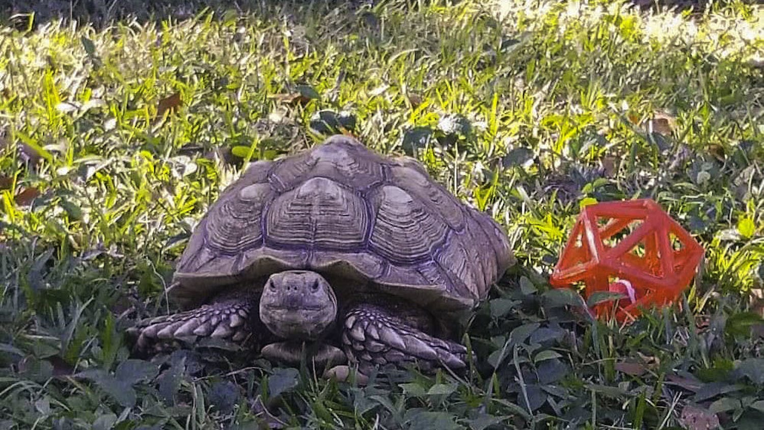 The UF Small Animal Hospital discovered that Nancy, a sulcata tortoise, is allergic to orchardgrass hay.