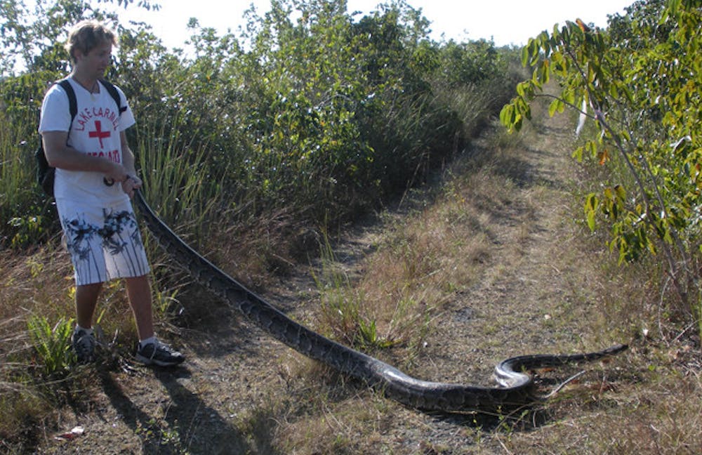 <p>UF researcher Kenneth Krysko removes a Burmese python from the underbrush near a South Florida canal. Krysko led a study published online in Zootaxa on Thursday documenting 137 introductions of non-native amphibians and reptiles to the state. Burmese pythons are known to consume birds, alligators and many protected species.</p>