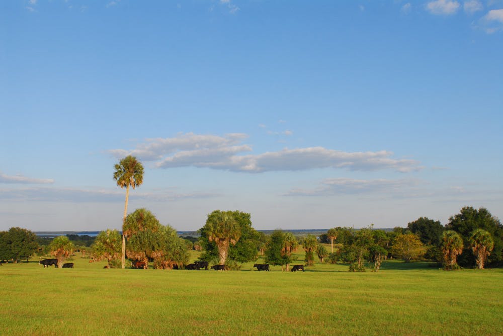The Alachua Conservation Trust signed a contract to buy Orange Lake Overlook, a 71-acre patch of land off U.S. 441 near McIntosh, Florida, for $1.35 million. The trust has until July 5 to raise the funds.