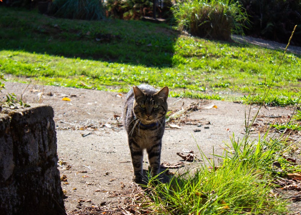cat wandering around neighborhood
