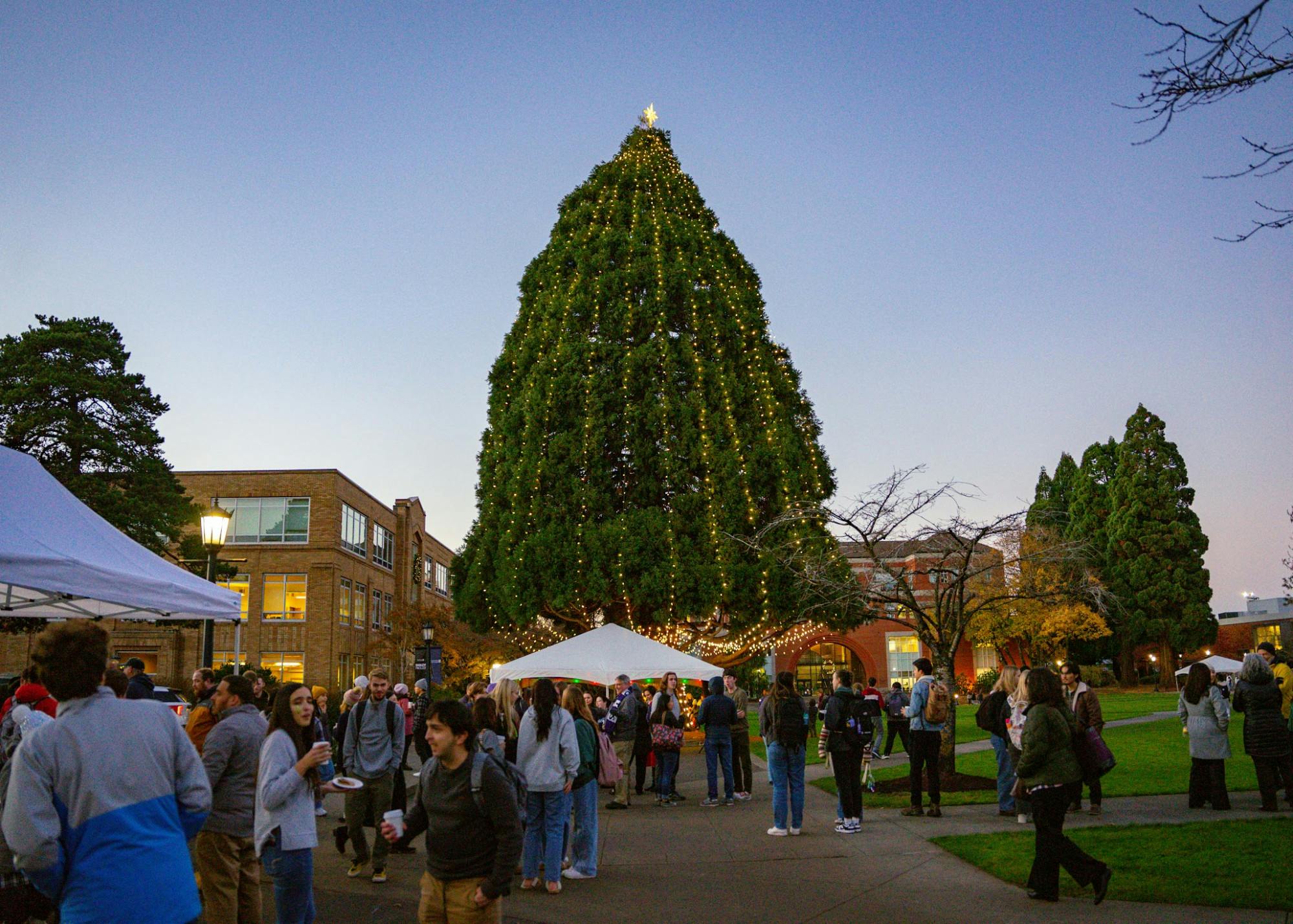 The Christmas tree in the Academic Quad after the lighting ceremony.