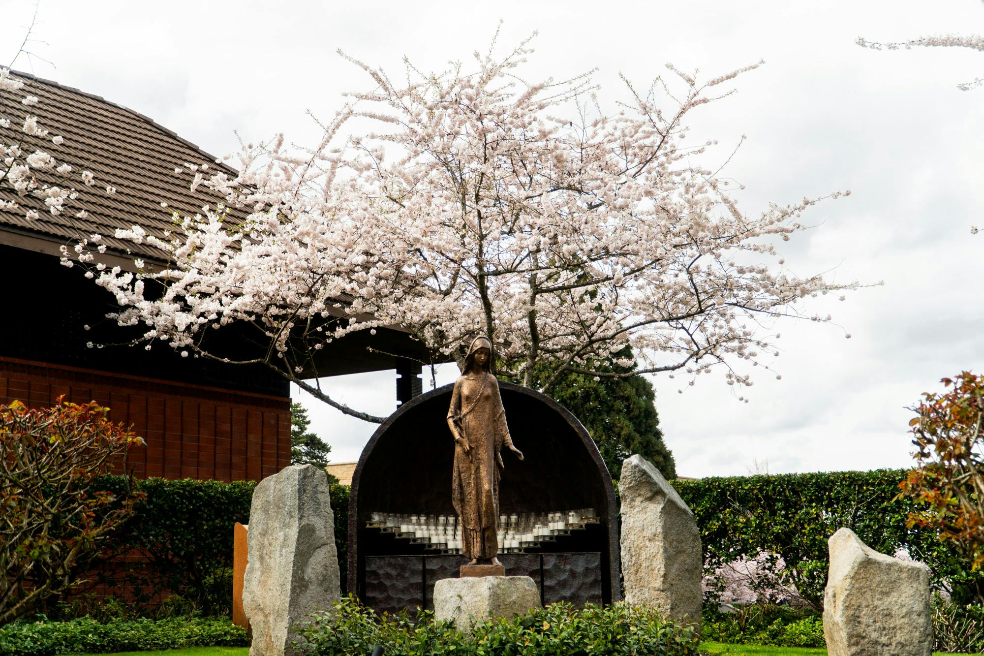 Cherry blossoms bloom outside of the Chapel