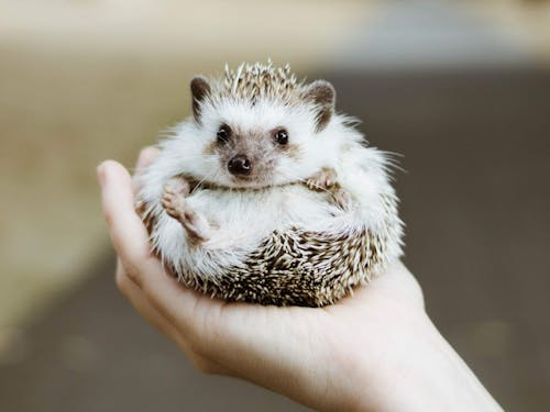 Ellie Jacobs' pet hedgehog
