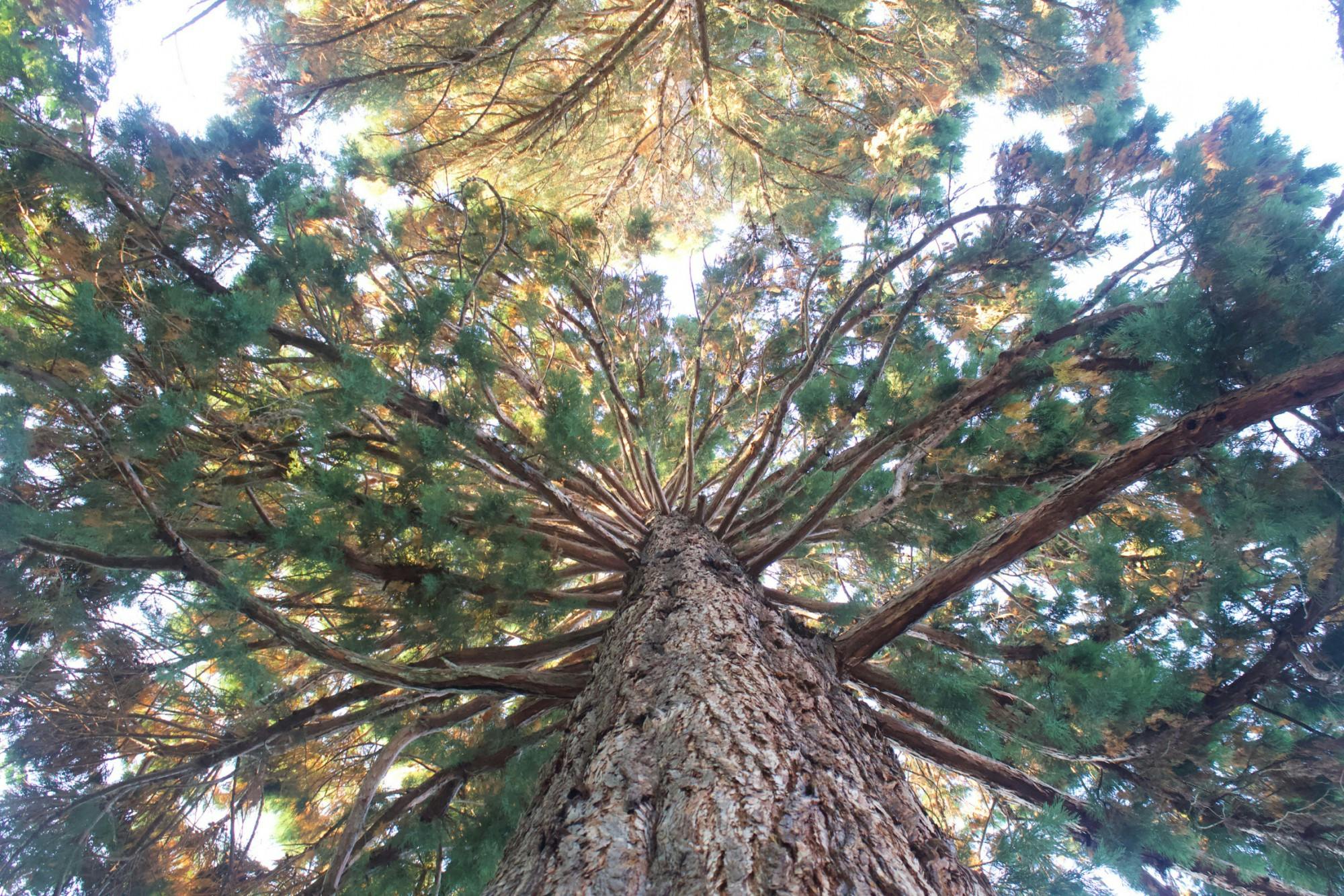 campus trees header.JPG