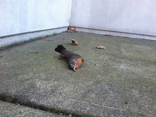  A dead bird lies outside Donald P. Shiley Hall. Many dead birds have been spotted outside of Clark Library, Shiley, and Franz Hall. Photo courtesy of Alana Fouts.