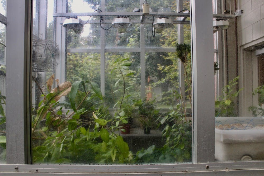 The Swindells greenhouse is currently home to research by two different professors. 
