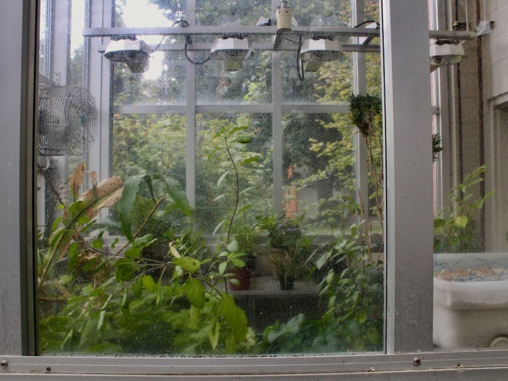 The Swindells greenhouse is currently home to research by two different professors. 