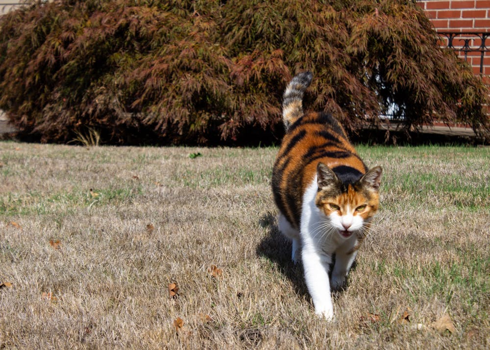 cat wandering around neighborhood