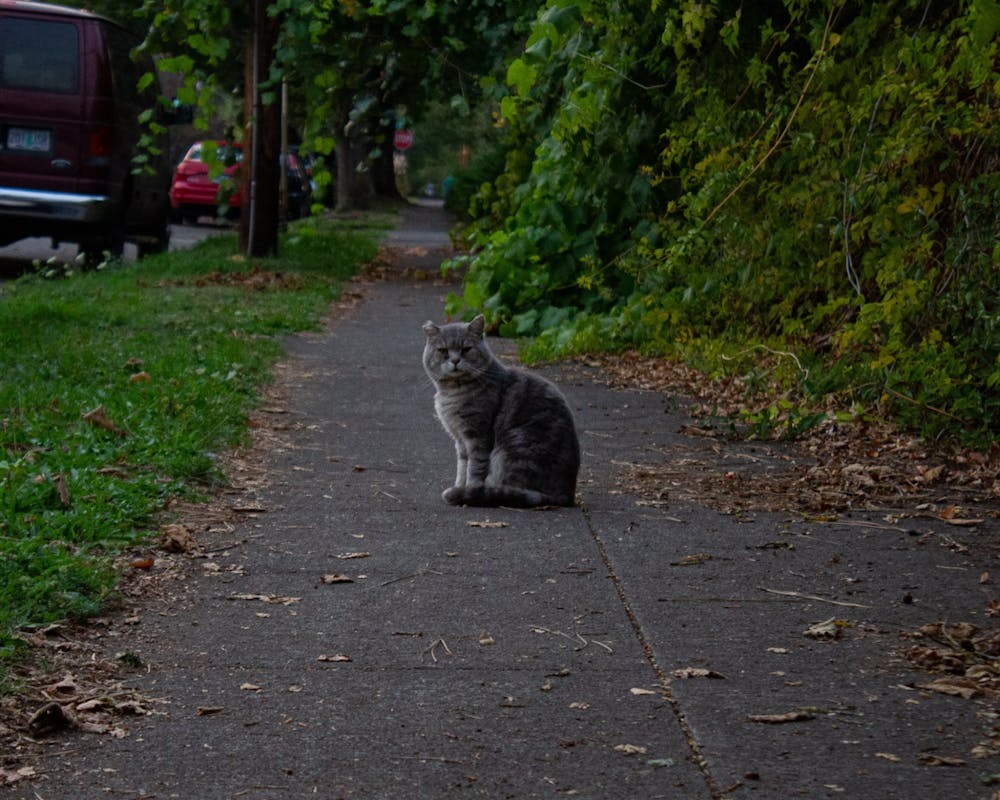 cat wandering around neighborhood