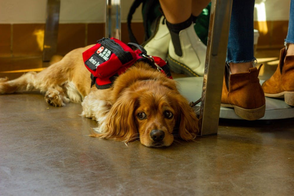 Chance looks at his surroundings while staying close to owner Sabrina Baioni.