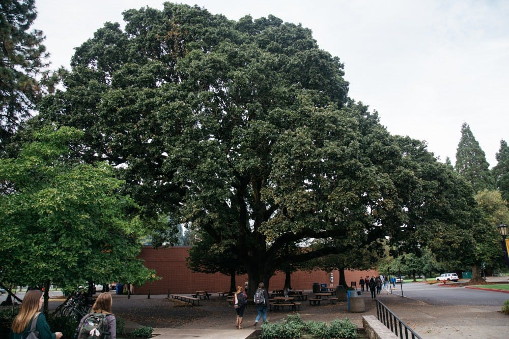 Keeler Trees-11