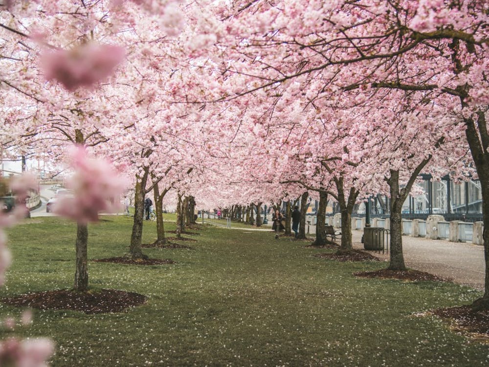 With the cherry blossoms in bloom down by the waterfront, you can feel like you've been transported to another world. Photo courtesy of Jenna Parks. 