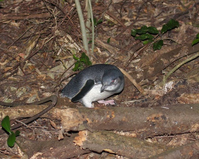  A little blue penguin returning to its nest at dusk. O'Reilly studied the little blue penguins while in New Zealand. Photo courtesy of Katie O'Reilly