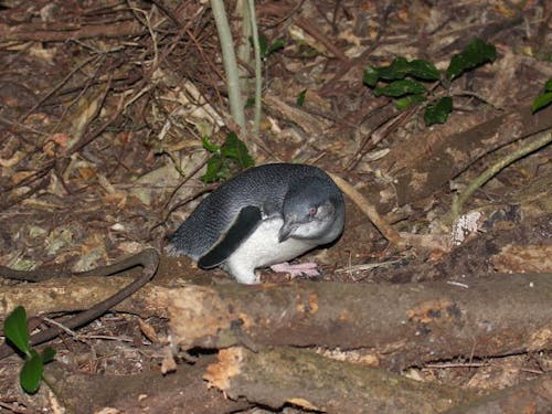  A little blue penguin returning to its nest at dusk. O'Reilly studied the little blue penguins while in New Zealand. Photo courtesy of Katie O'Reilly