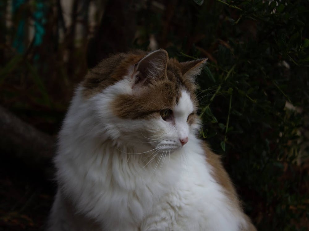 A fluffy neighborhood cat poses in the early morning light.