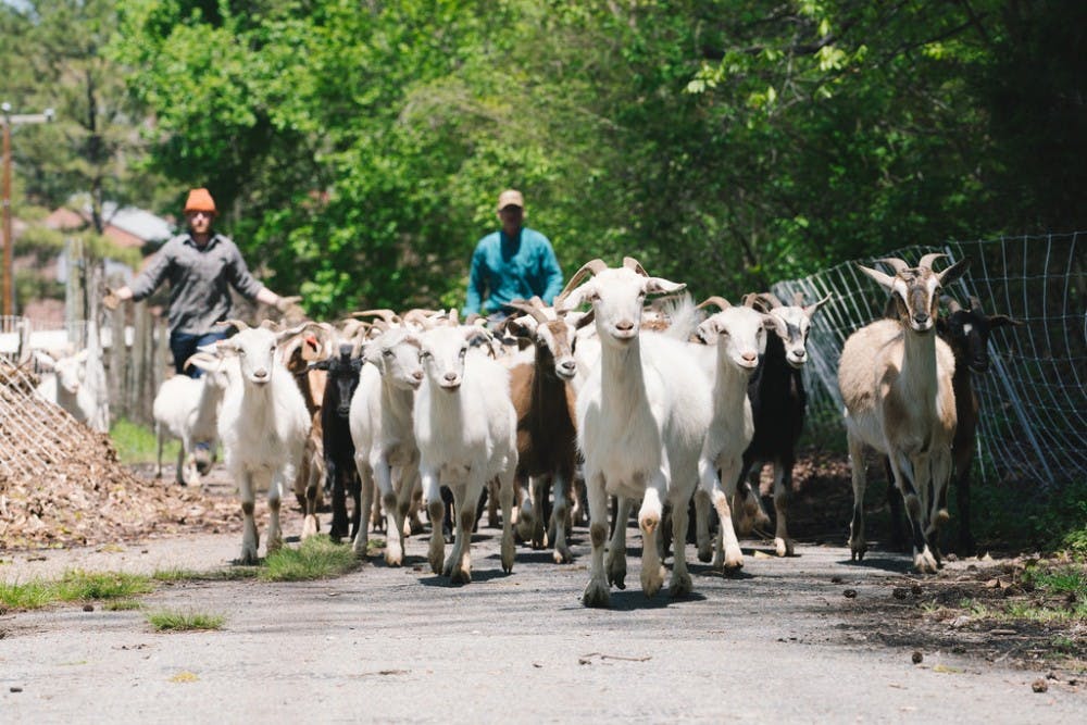 Goats patrol the Gambles Mill Corridor trail. Photo via UR's Office for Sustainability
