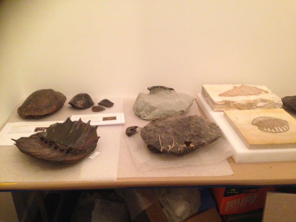 Some of the turtle fossils that will be on display in the Lora Robins Gallery of Design from Nature.
