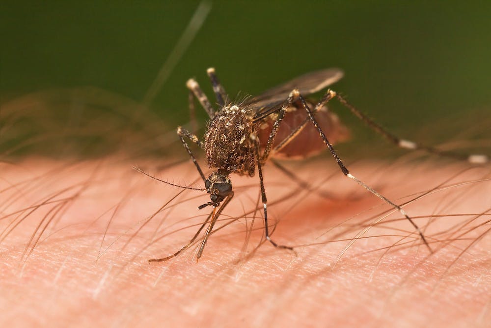 <p>Zika is believed to be transmitted by mosquitos, but a&nbsp;case in Texas was reported to be transmitted through sex | Courtesy of&nbsp;JJ Harrison/Creative Commons</p>