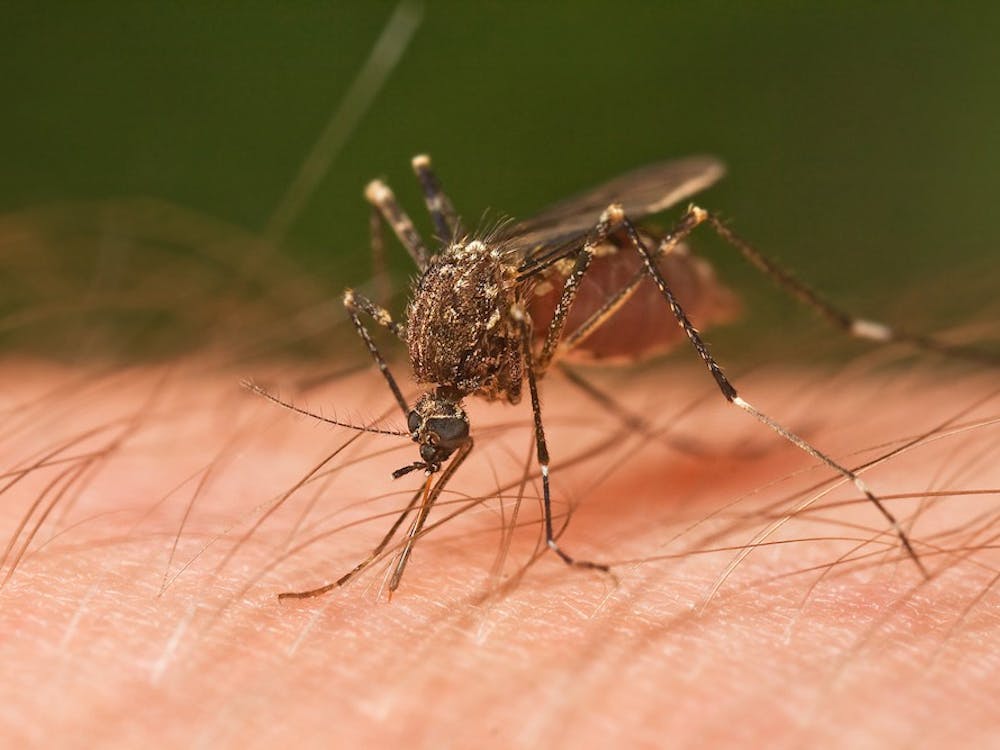 Zika is believed to be transmitted by mosquitos, but a&nbsp;case in Texas was reported to be transmitted through sex | Courtesy of&nbsp;JJ Harrison/Creative Commons