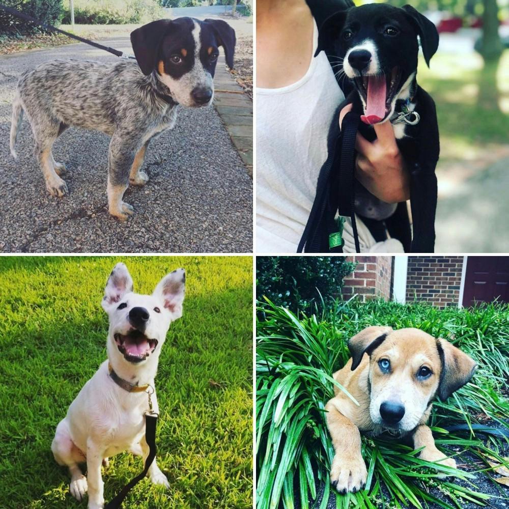 <p>Several of the puppies Overland has fostered. <em>Photos courtesy of the @fosterthepupper Instagram.&nbsp;</em></p>