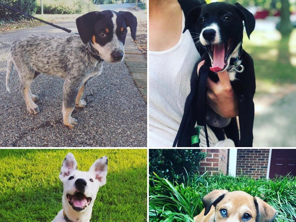 Several of the puppies Overland has fostered. Photos courtesy of the @fosterthepupper Instagram.&nbsp;