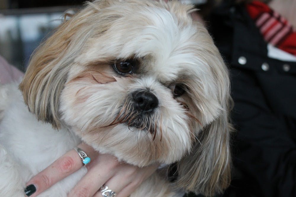 If you’re prone to procrastination by scrolling through photos of cute animals on the Internet, this event is for you.Study Break for the Soul provides students during finals week with activities like arts and crafts, movies, snacks, massages, and of course, playing with puppies. And if you noticed more dogs than usual this semester, you were right.  The Office of the Chaplaincy partnered with CAPS to provide more activities and – you guessed it – more dogs. In addition to pups owned by faculty and staff in the Chaplaincy, interns at CAPS initiated a partnership with Caring Canines to bring therapy dogs to campus as well. Because of the cold, rainy weather, the dogs were moved into the Hanging Lounge in the Commons, which was soon packed with students seeking out a furry friend.“It was the perfect surprise after my final today,” Ryan Berning, ’17, said. “It gave me a little taste of home.”