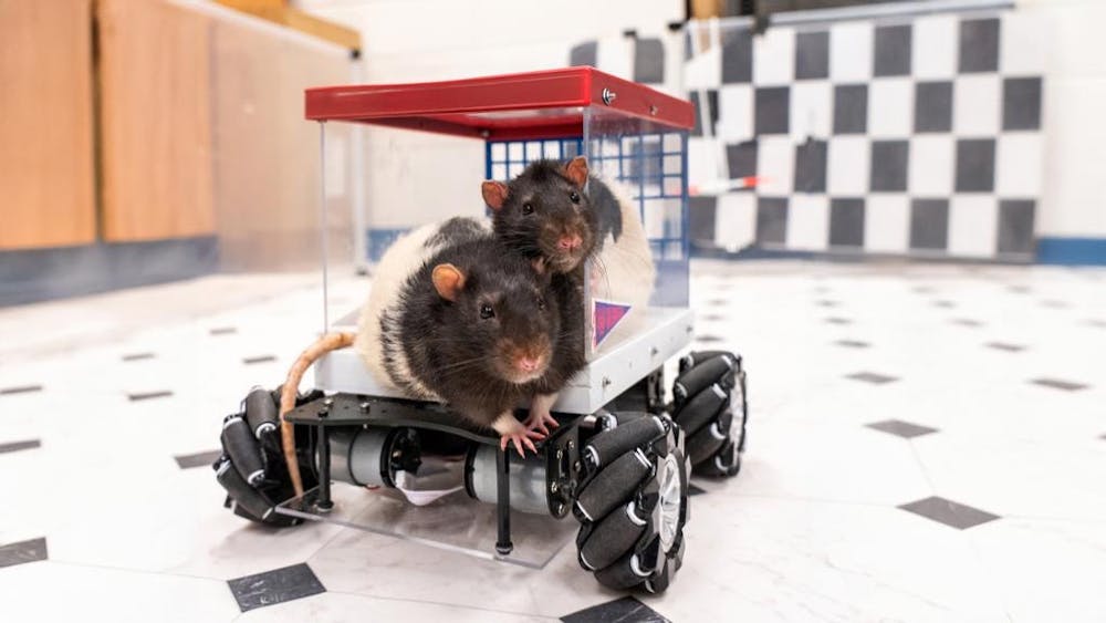 <p>Professor of behavioral neuroscience, Kelly Lambert, studies driving rats. <em>Photos courtesy of Jamie Wagner, taken by Jamie Betts.</em></p>