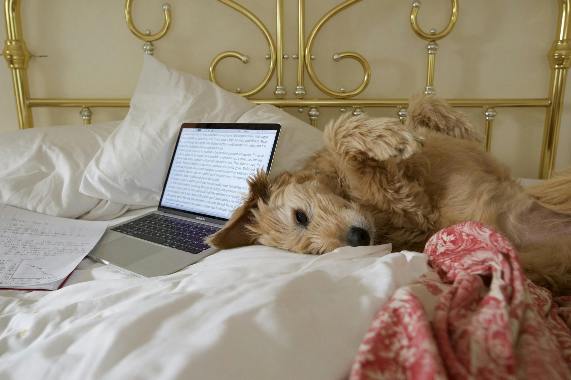 Junior Hadley Beckstrand remote studying with a friend. Courtesy of Hadley Beckstrand