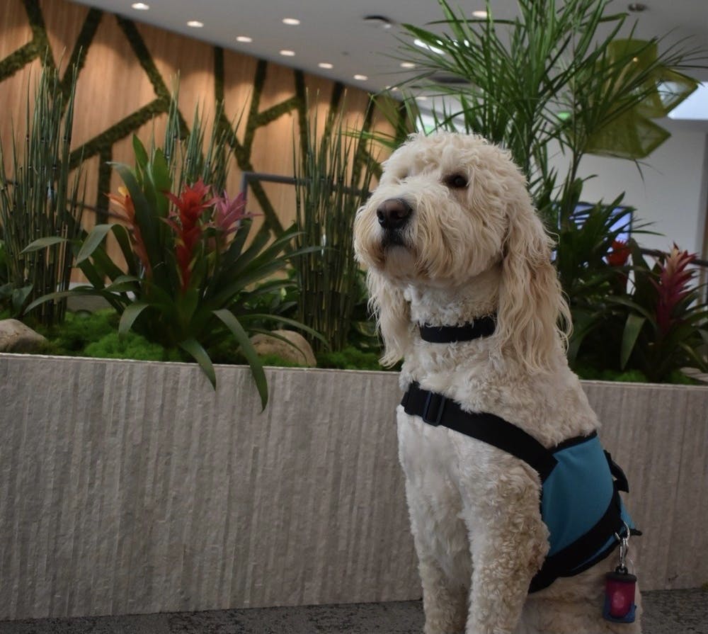 Emmett can be found relaxing in the center.