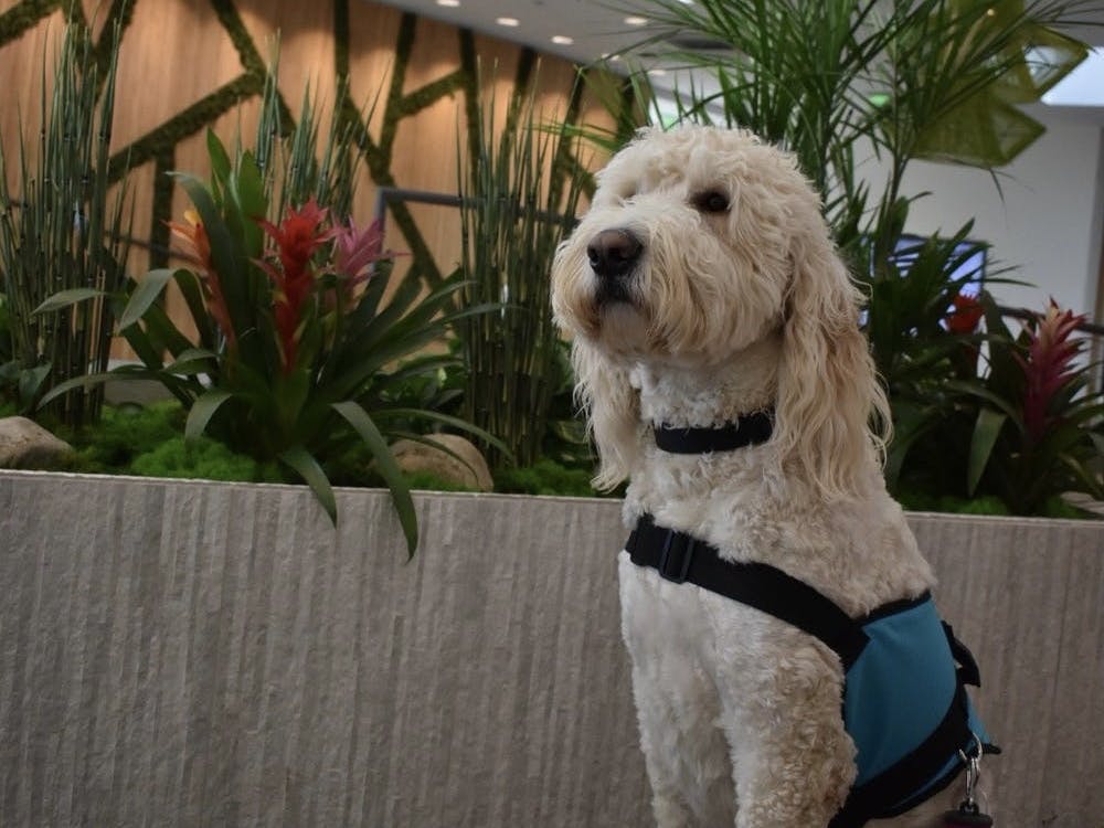 Emmett can be found relaxing in the center.