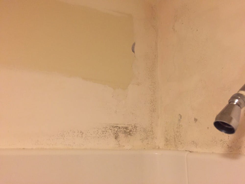 Dematiaceous fungal spore elements were found in the shower of senior Bailey Cristian's University Forest Apartment.