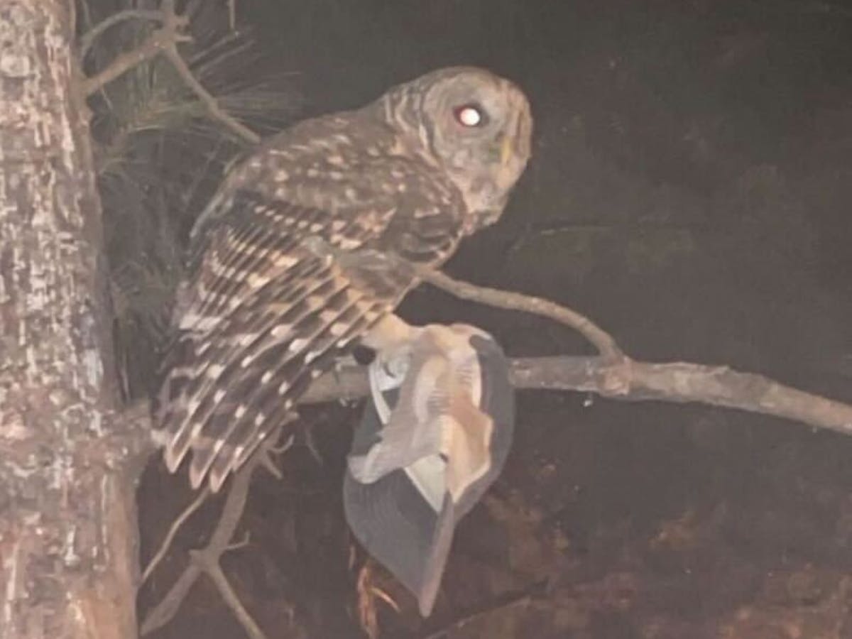 Owl holding a student's hat. Picture courtesy of Aaron Shelton.