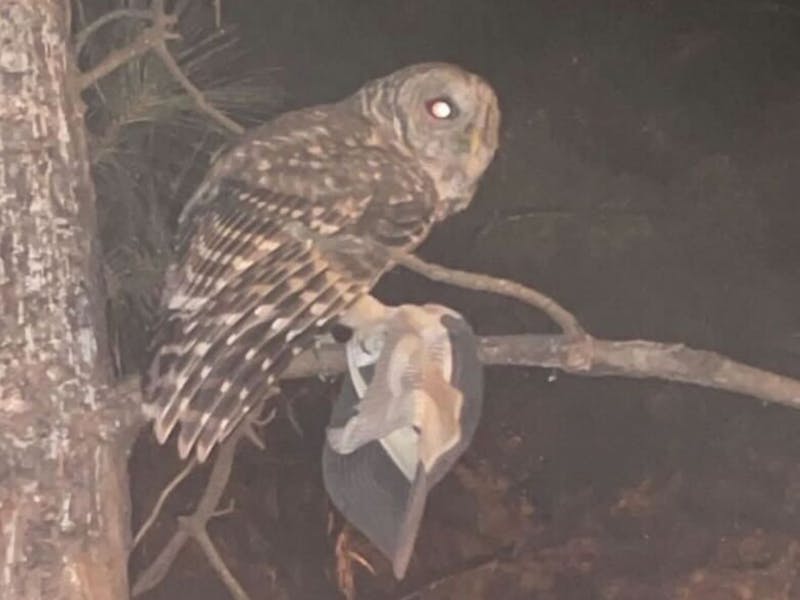 Owl attack victims speak out about encounters University of Richmond