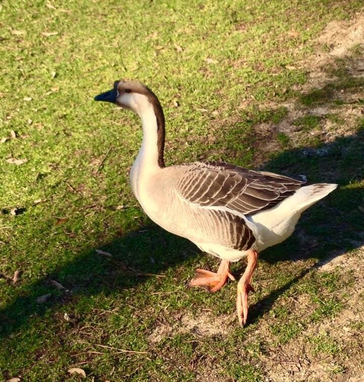 Triceragoose on patrol.