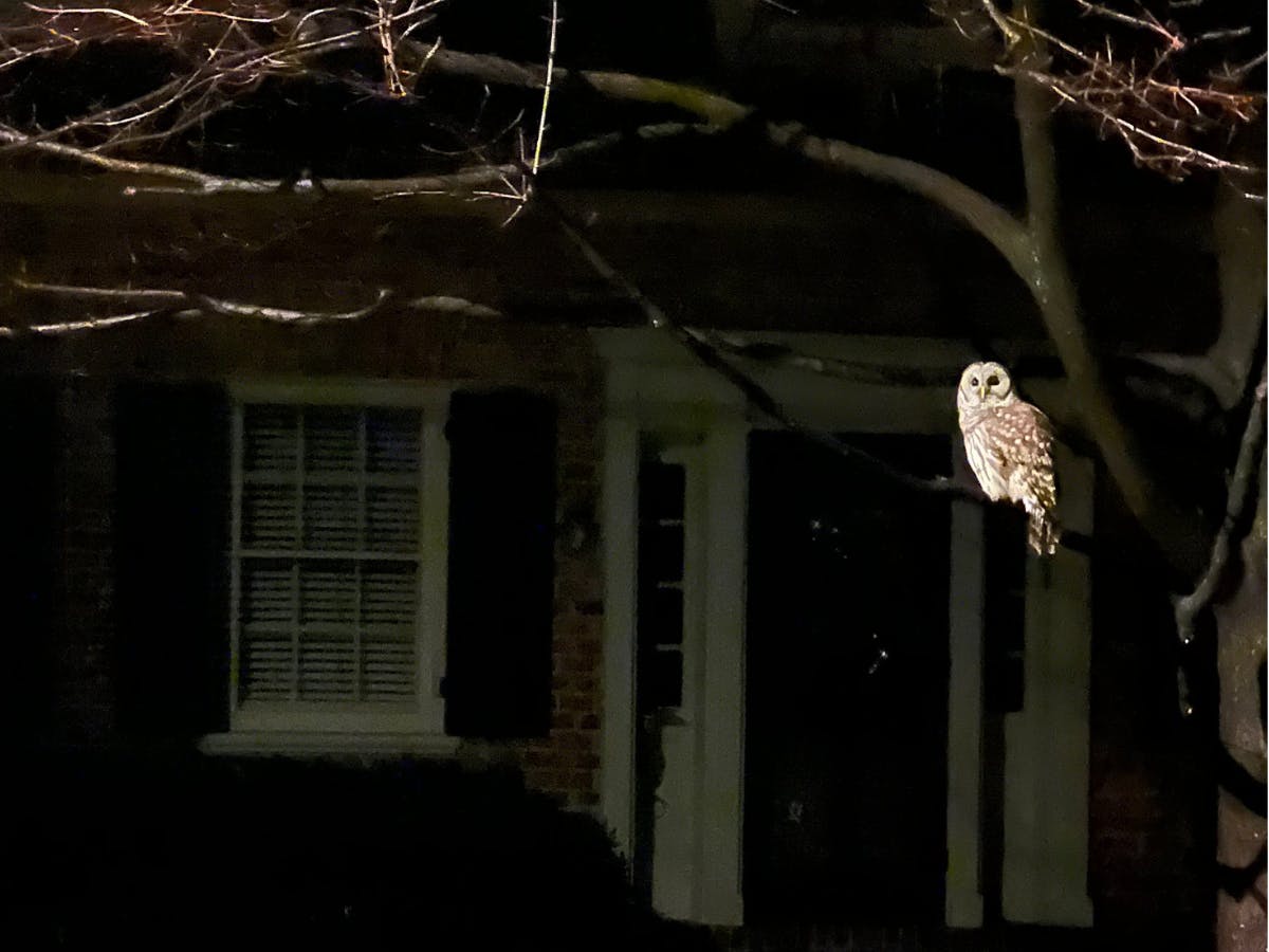 Owl seen on the way to campus on Towana Road. Photo Courtesy of Nellie Bradley. &nbsp;