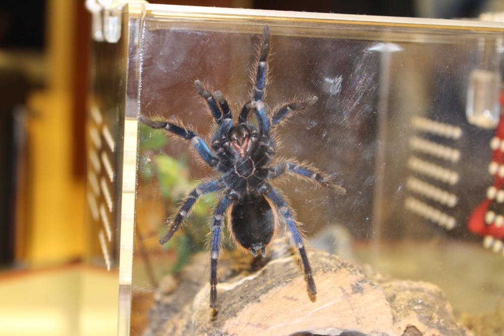 <p>The new Tarantula mascot in its new home in the Spiders Football locker room</p>