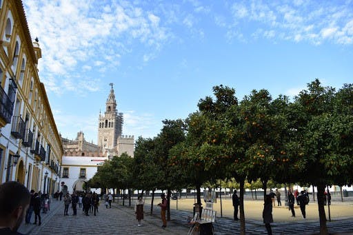A view of a plaza surrounded by fruit-filled orange trees in December. In the distance, there is the Giralda bell tower of the Catedral de Sevilla.