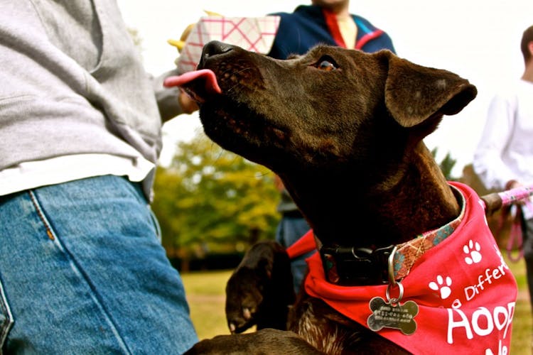 Kappa Alpha Hosts Walk the Dog Event