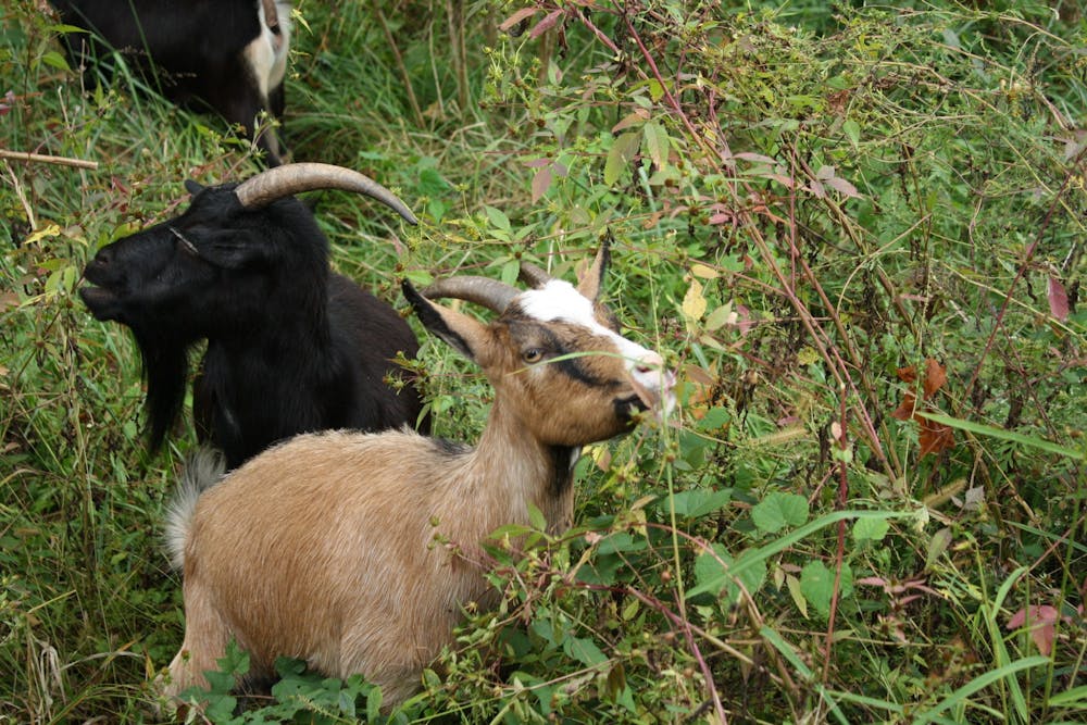 <p>The goats are tasked with eating invasive, non-native plant species.&nbsp;</p>