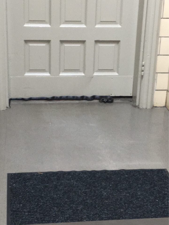 A black rat snake lies near the door of Marsh Hall's&nbsp;basement.