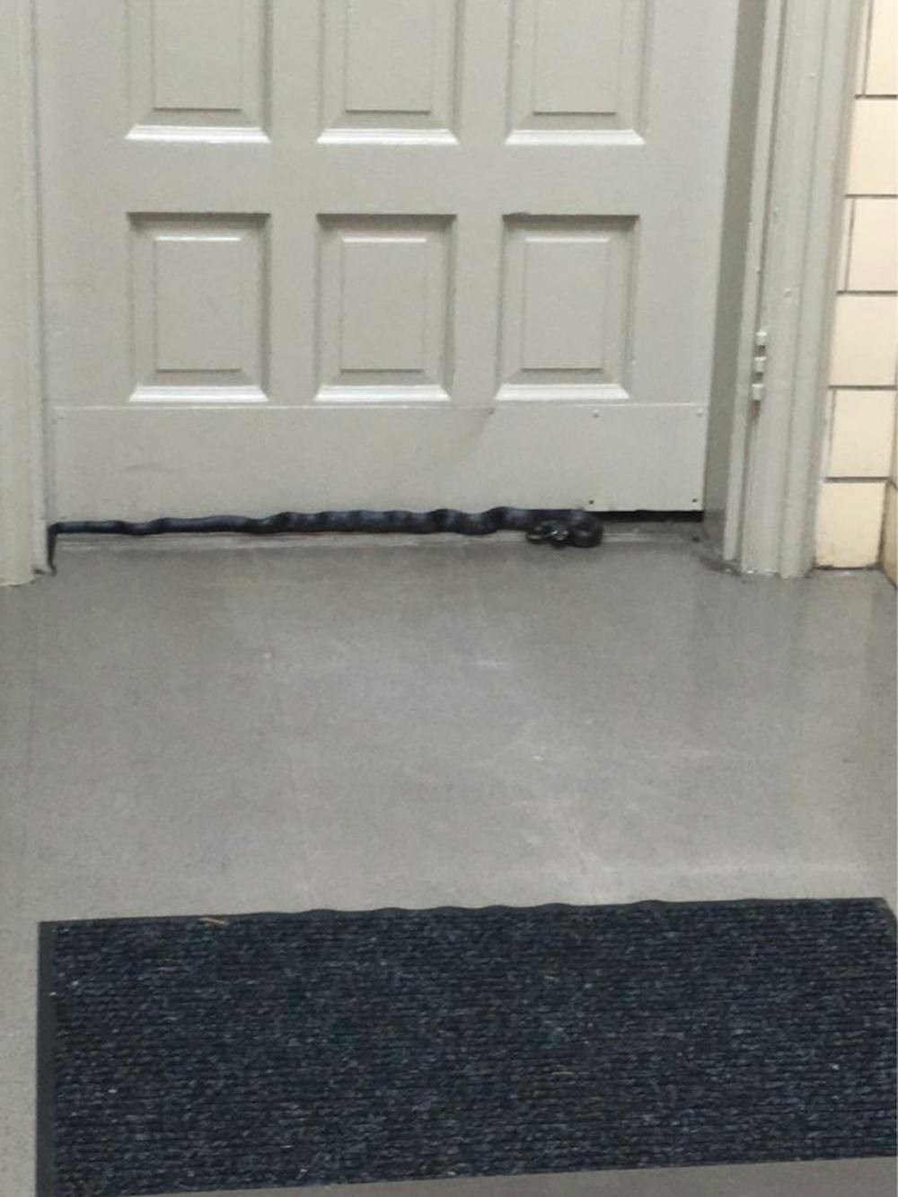 <p>A black rat snake lies near the door of Marsh Hall's&nbsp;basement.</p>
