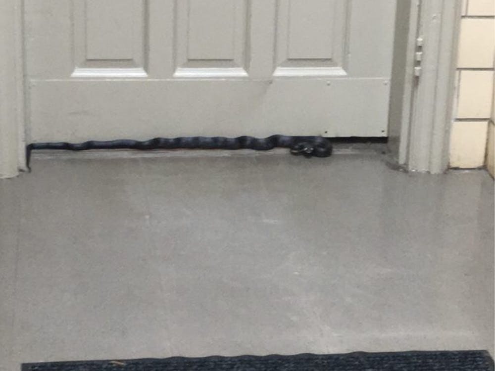 A black rat snake lies near the door of Marsh Hall's&nbsp;basement.