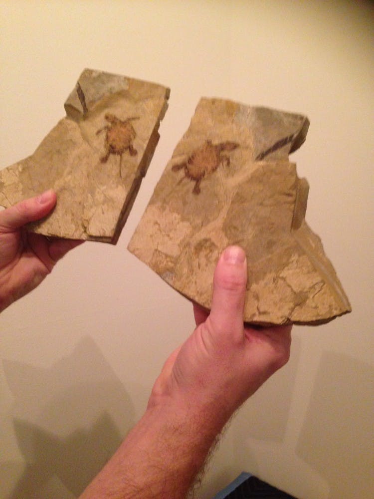 Some of the turtle fossils that will be on display in the Lora Robins Gallery of Design from Nature. The fossils above are specimens from China.