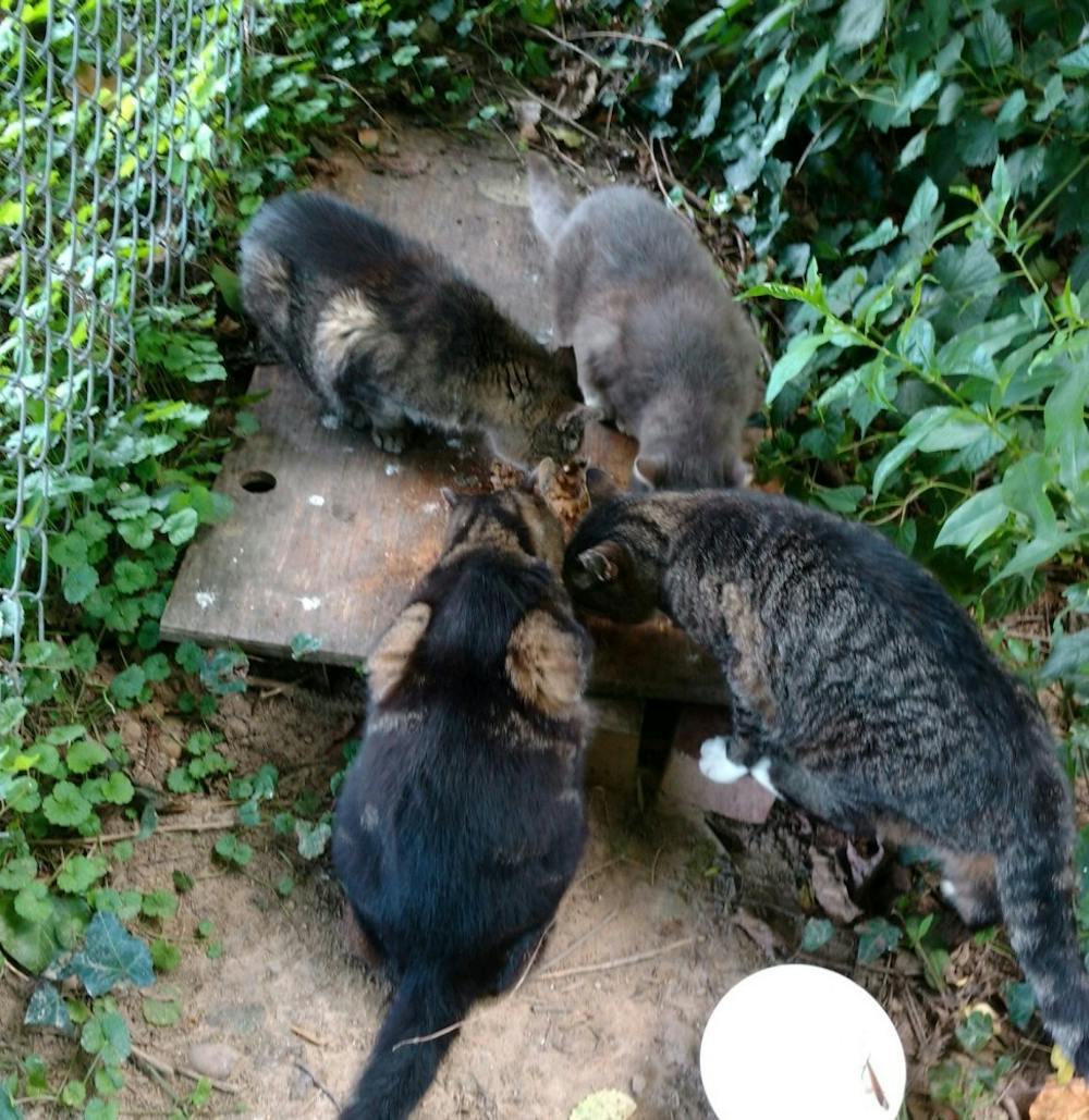 <p>Some of the cats Barnes cares for on campus. <em>Photo courtesy of Robert Barnes.&nbsp;</em></p>