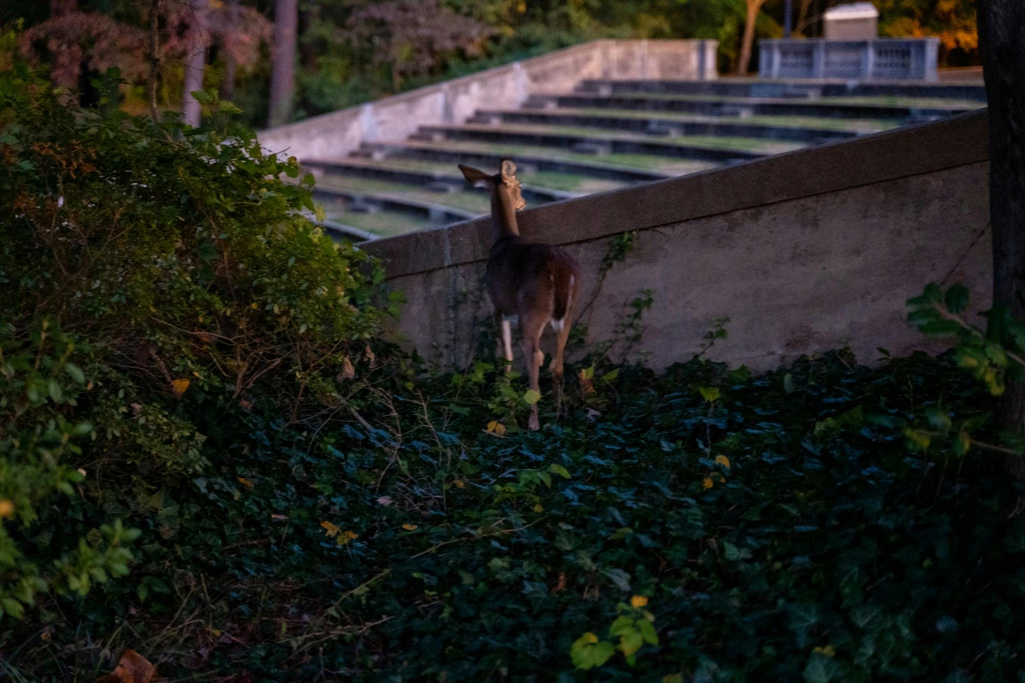 deer