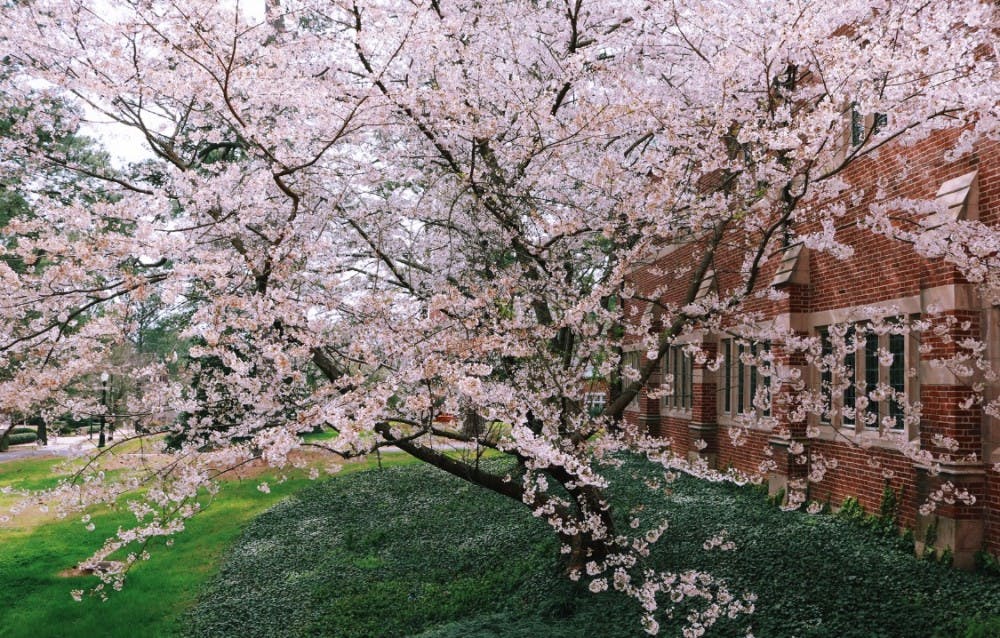 The University of Richmond campus in the spring.&nbsp;